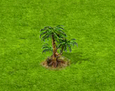 ősfenyő.gif