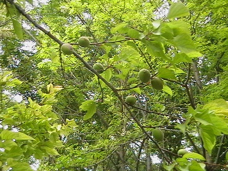 171.jpg