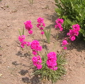 175.jpg
