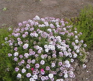 176.jpg