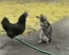 3c8cc6f92134ecf555ccf00dc479336a.gif