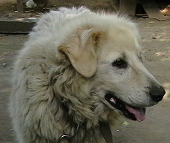 a dorka.jpg