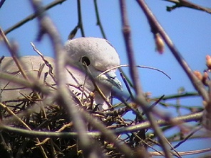 a gerle.jpg