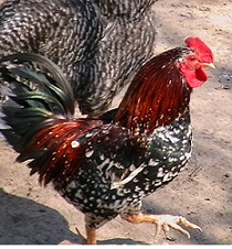 a kakas.jpg