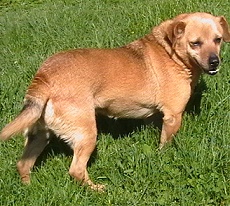 a pimpa.jpg