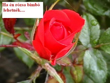 a rózsa bimbó.jpg