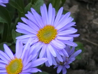 a virág1.jpg