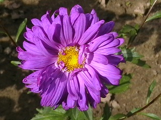 a virág4.jpg
