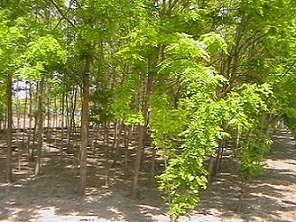 akác6.jpg