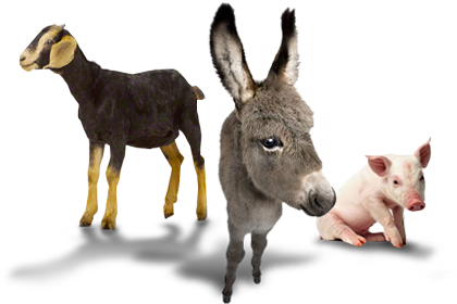 BabyAnimals.png
