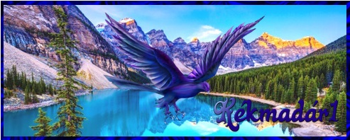 banner.jpg