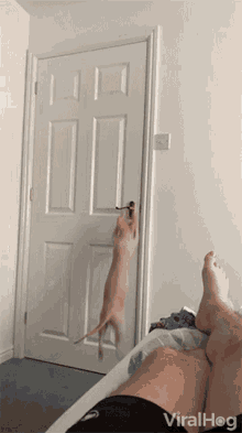 cat-opening-door-leavingcica kinyitja az ajtót.gif
