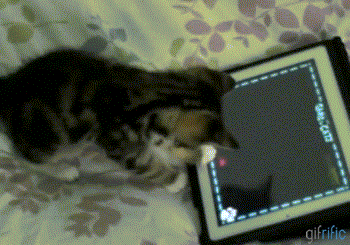 Cat-Playing-Game-on-iPadcica játszik a géppel.gif