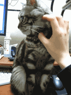 cicás.gif