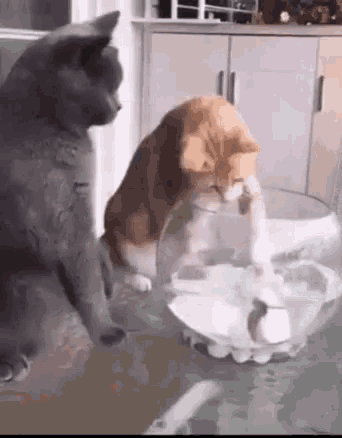cicás.gif