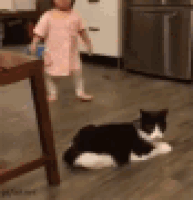 cica2.gif