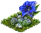 clusiusenzian.png