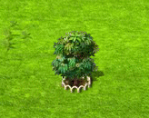 csillagalma_xl.gif
