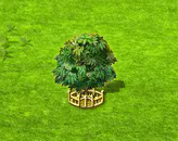 csillagalma_xxl.gif