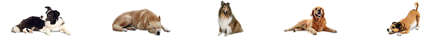 dogg.png