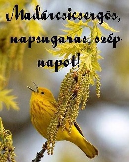e7929c6f4fc444209faeb34f1fbb46d2g madár.jpg