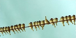fecskék.jpg