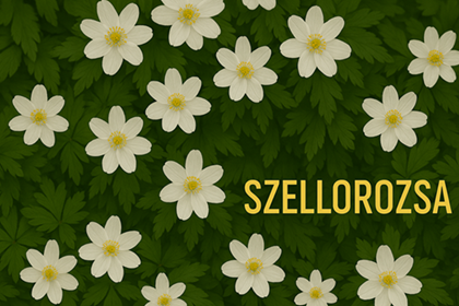 fekvő kép szellőrózsvágott.png