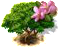 frangipani_upgrade_0.png