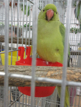 IMG_2493-atmeretezve-kis-meretre.jpeg