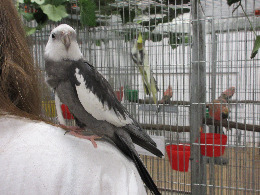 IMG_2496-atmeretezve-kis-meretre.jpeg
