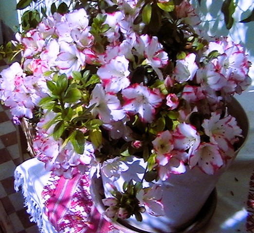 IMGA0462.JPG