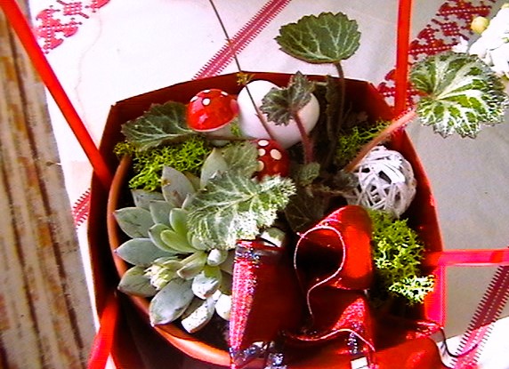 IMGA0468.JPG
