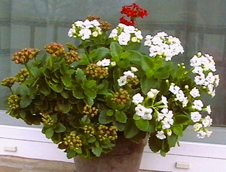 IMGA0474.JPG