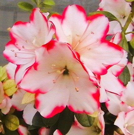 IMGA0478.JPG