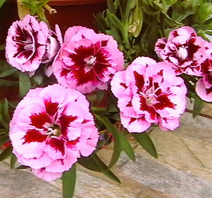 IMGA0480.JPG