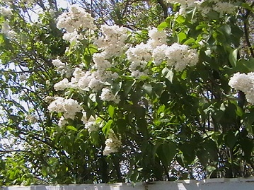 IMGA0487.jpg
