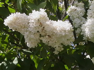 IMGA0488.jpg