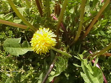 IMGA0490.jpg