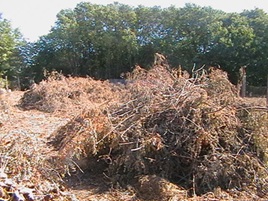 IMGA0500.JPG