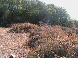 IMGA0503.JPG
