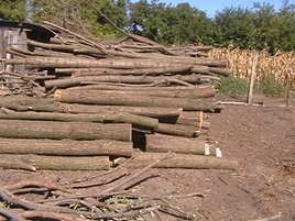 IMGA0504.JPG