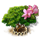 index41.png