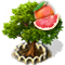 index43.png