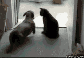 kutya macska másolata.gif