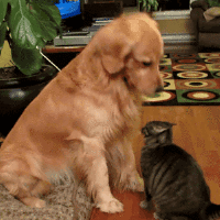 kutyamacskakutya a macska fejét ütögeti.gif