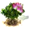 mimosa_upgrade_0.png