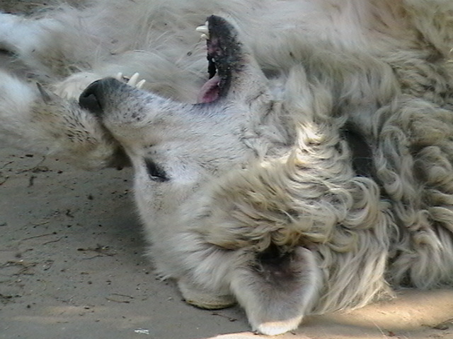 minden képek 072.jpg