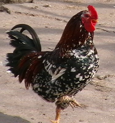 minden képek 1249.jpg