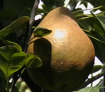 minden képek 388körte.jpg