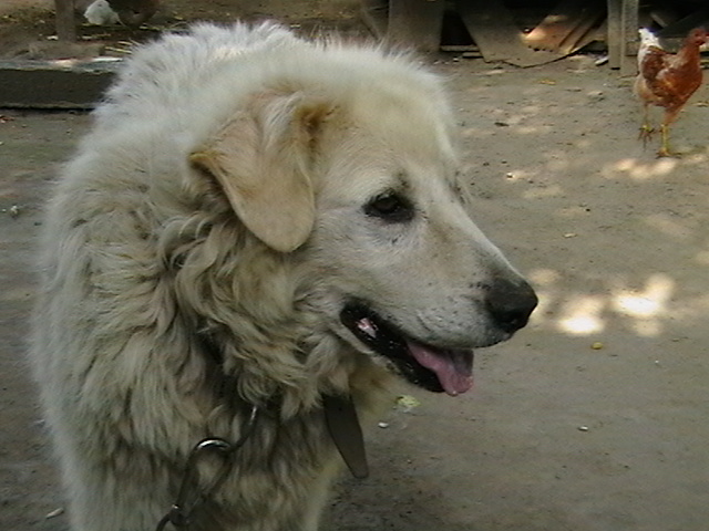 minden képek 427.jpg